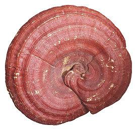 还原度拉满！《永劫无间》联动《女神异闻录5R》